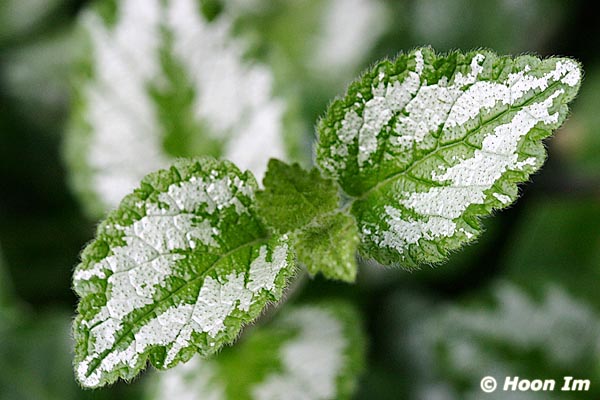 GGP_Arboretum_030614_0035