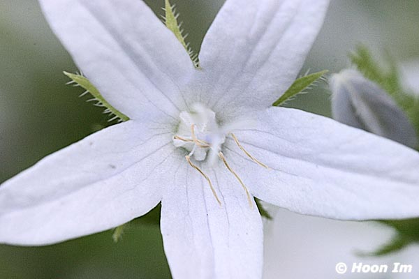 GGP_Arboretum_030614_0042