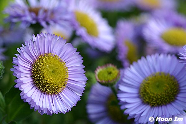GGP_Arboretum_030614_0079
