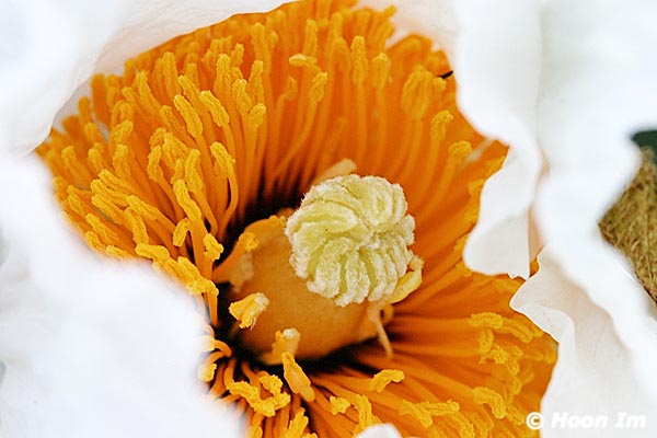 GGP_Arboretum_030614_0081