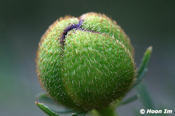 GGP_Arboretum_030614_0085