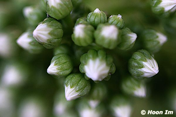 GGP_Arboretum_030614_0147