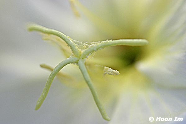 GGP_Arboretum_030614_0159
