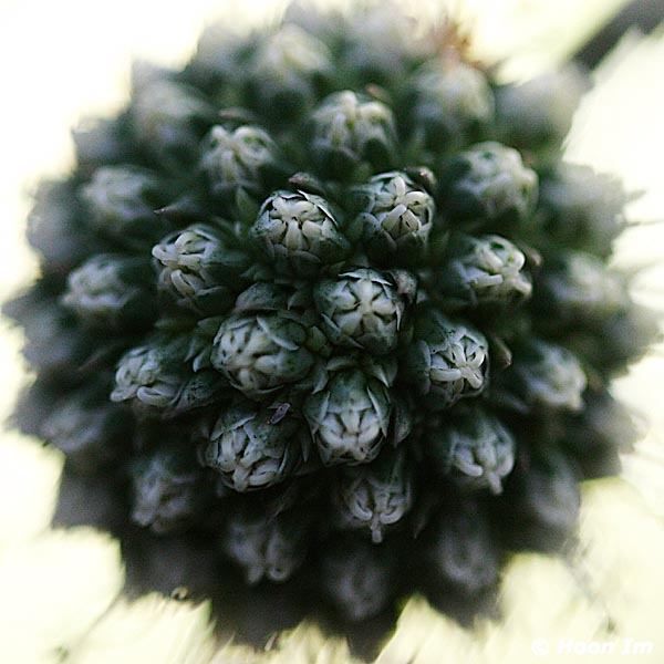 GGP_Arboretum_030614_0160