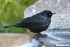 GGP_Arboretum_030614_0004