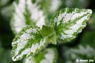 GGP_Arboretum_030614_0035