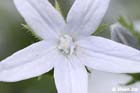 GGP_Arboretum_030614_0042