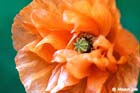 GGP_Arboretum_030614_0046