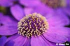 GGP_Arboretum_030614_0057