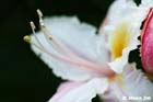 GGP_Arboretum_030614_0066