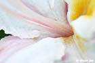 GGP_Arboretum_030614_0069