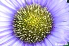 GGP_Arboretum_030614_0078