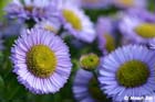 GGP_Arboretum_030614_0079
