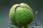 GGP_Arboretum_030614_0085
