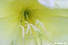 GGP_Arboretum_030614_0090