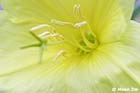 GGP_Arboretum_030614_0092