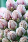 GGP_Arboretum_030614_0097