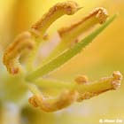 GGP_Arboretum_030614_0104