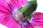 GGP_Arboretum_030614_0107