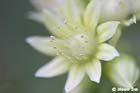 GGP_Arboretum_030614_0126