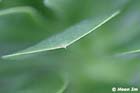 GGP_Arboretum_030614_0128