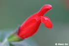 GGP_Arboretum_030614_0133