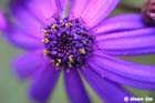 GGP_Arboretum_030614_0140