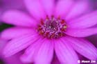 GGP_Arboretum_030614_0142