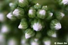 GGP_Arboretum_030614_0147
