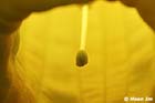 GGP_Arboretum_030614_0155