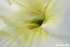 GGP_Arboretum_030614_0158
