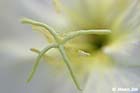 GGP_Arboretum_030614_0159