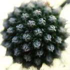 GGP_Arboretum_030614_0160